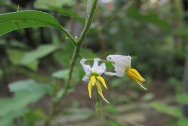 Solanum procumbens